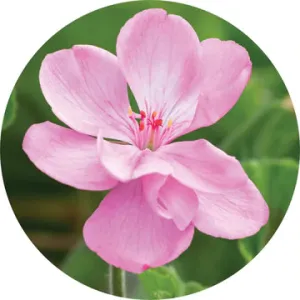 Geranium Essential Oil - Living Libations