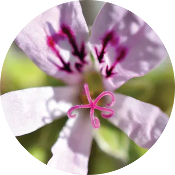 Geranium Lemon Essential Oil - Living Libations