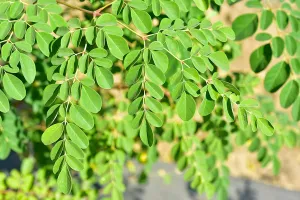 Moringa Oil, Virgin Unrefined